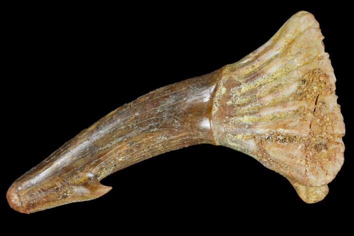 Fossil Sawfish (Onchopristis) Rostral Barb- Morocco #106448